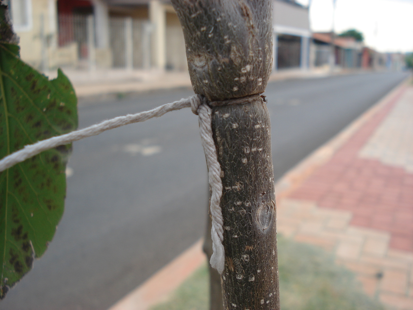 Amarração de tutor estrangulando o caule de uma muda de árvore